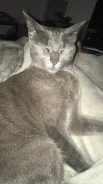 chatte reunited   65420 Ibos Palmarin
