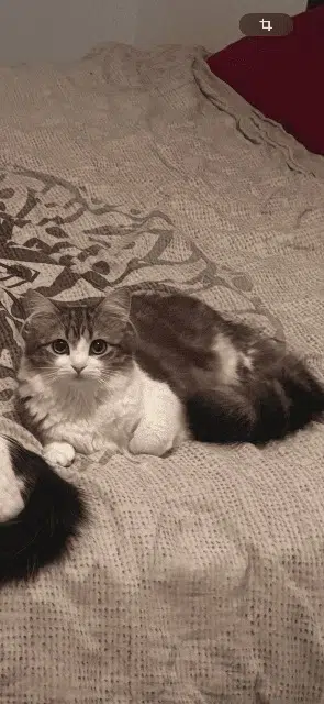 chatte reunited   65100 Loubajac Sissi