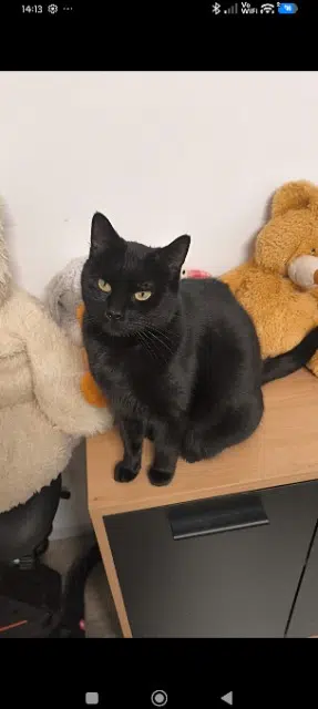 chatte reunited   65800 Aureilhan Tagada