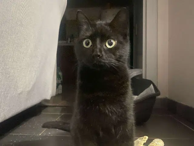 chatte reunited   65500 Vic-en-Bigorre Téa