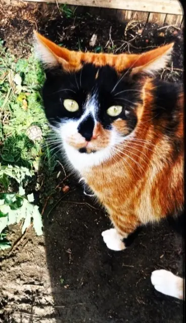 chatte reunited   66330 Cabestany Franckie