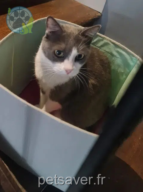 chatte reunited   66470 Sainte-Marie-la-Mer Louba