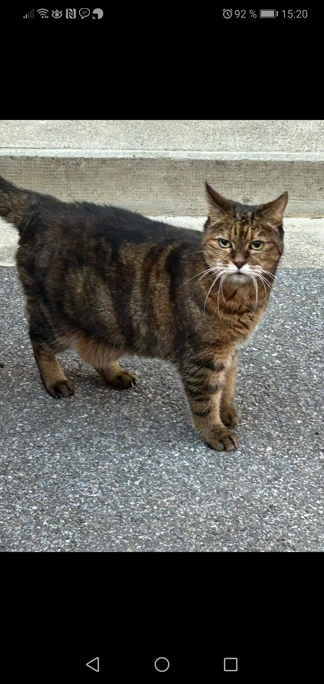 Chatte Perdue 66 Pyrénées-Orientales - Manou Chatte Perdue 66 Pyrénées-Orientales - Manou