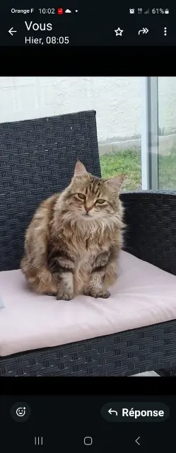 chatte reunited   66250 Saint-Laurent-de-la-Salanque Moumoune