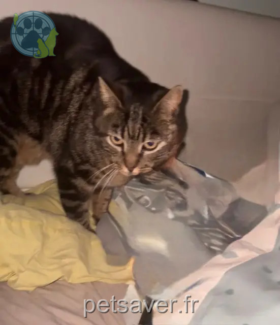 chatte reunited   66740 Saint-Génis-des-Fontaines Naya