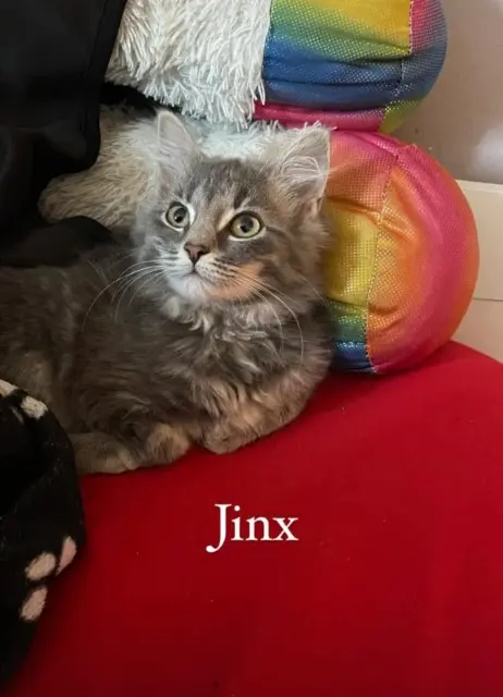 chatte reunited    Perpignan Jinx