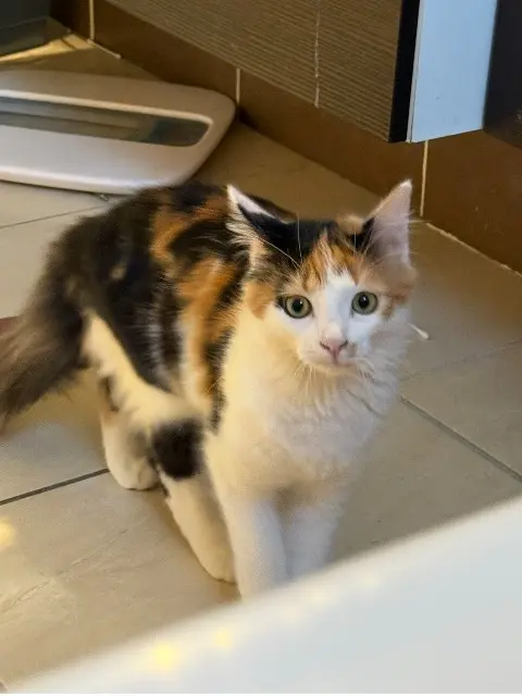 chatte reunited    Perpignan Lady