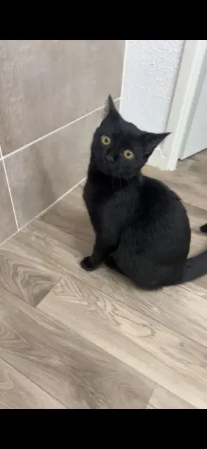 chatte reunited    Perpignan Mimi