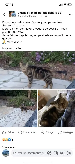 chatte reunited    Perpignan Nala