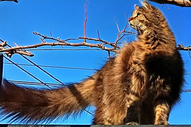 chatte reunited    Perpignan Risa