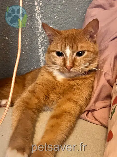 chatte reunited Perpignan Vénus