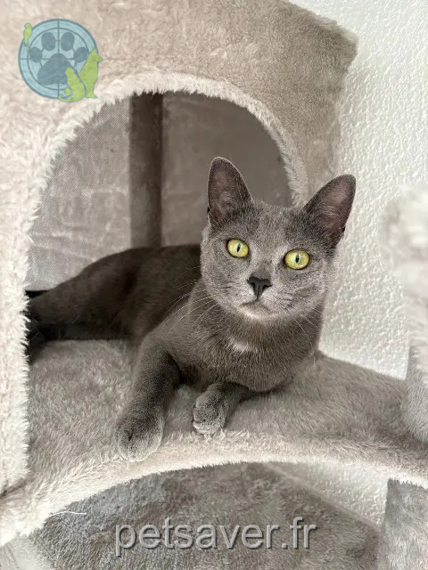 chatte reunited 66270 Le Soler Ratounet