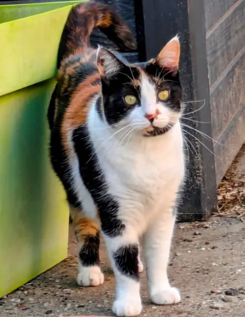 chatte reunited   66440 Torreilles Sasha