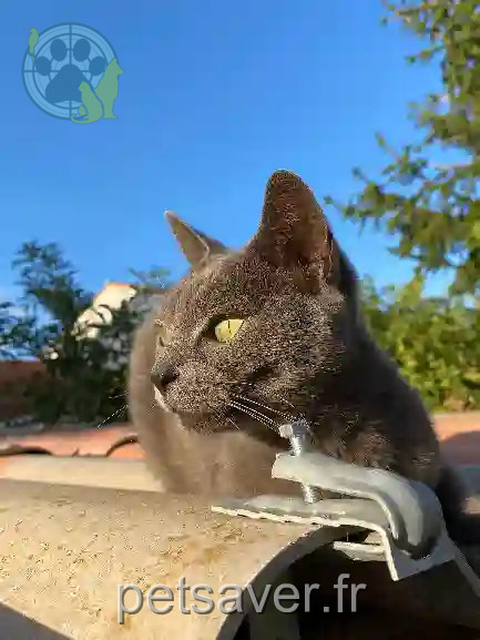 Chatte Trouvée 66 Pyrénées-Orientales - Swaggie Chatte Trouvée 66 Pyrénées-Orientales - Swaggie