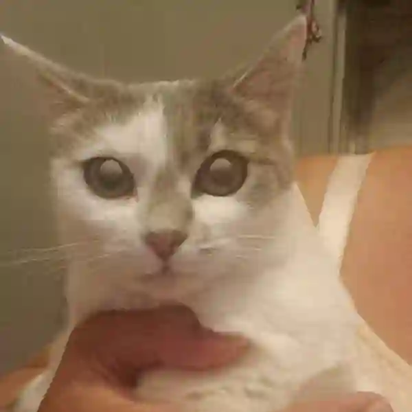 Chatte Trouvée 66 Pyrénées-Orientales - Taïs Chatte Trouvée 66 Pyrénées-Orientales - Taïs