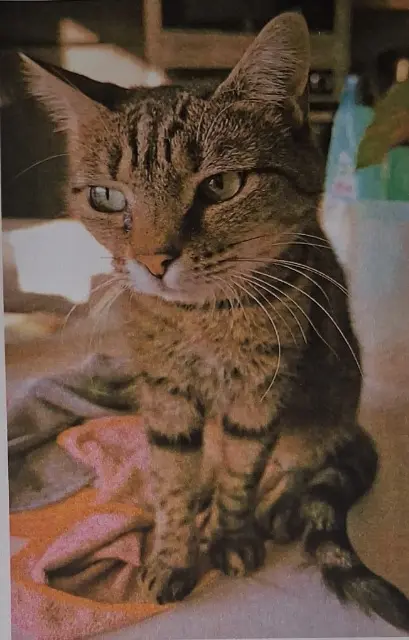 chatte reunited   66440 Torreilles Willow