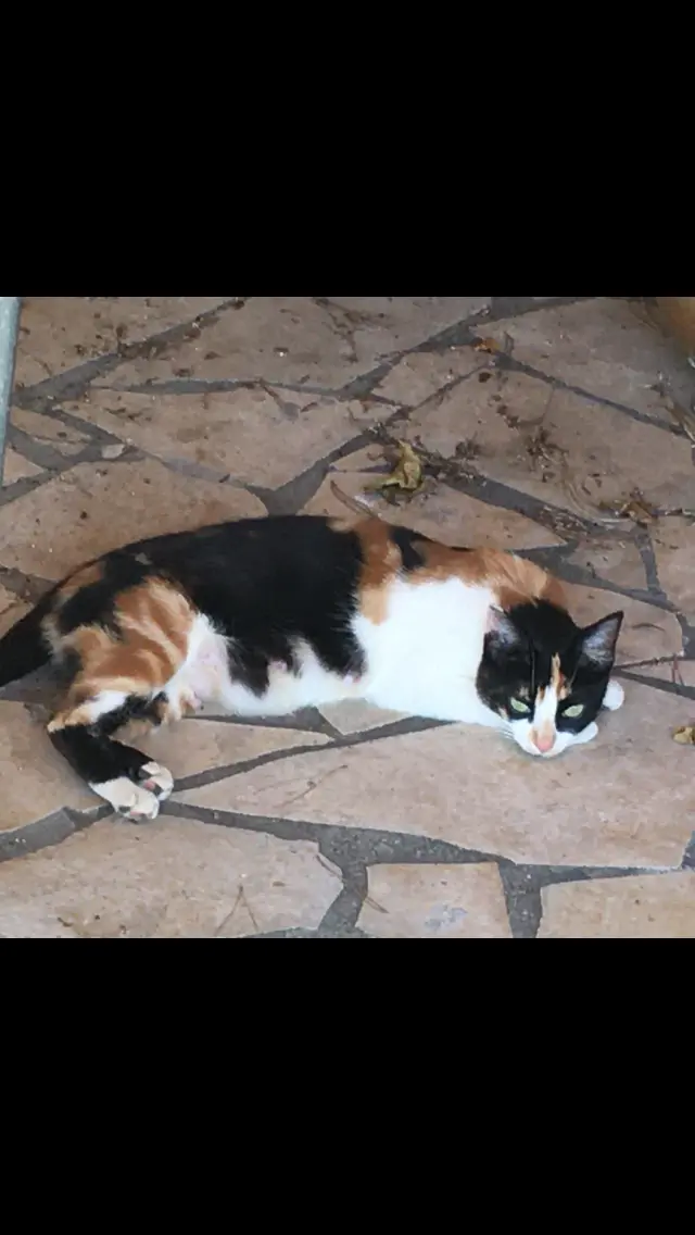 Chatte Perdue 66 Pyrénées-Orientales - Zaza Chatte Perdue 66 Pyrénées-Orientales - Zaza