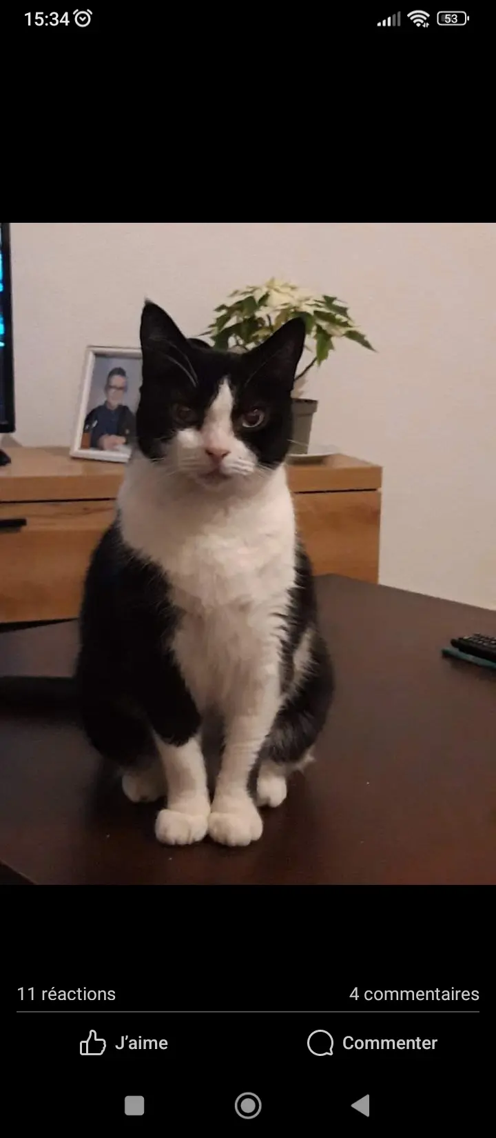 Chatte Trouvée 67 Bas-Rhin Chatte Trouvée 67 Bas-Rhin