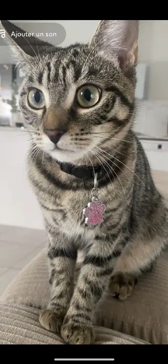 Chatte Trouvée 67 Bas-Rhin Chatte Trouvée 67 Bas-Rhin