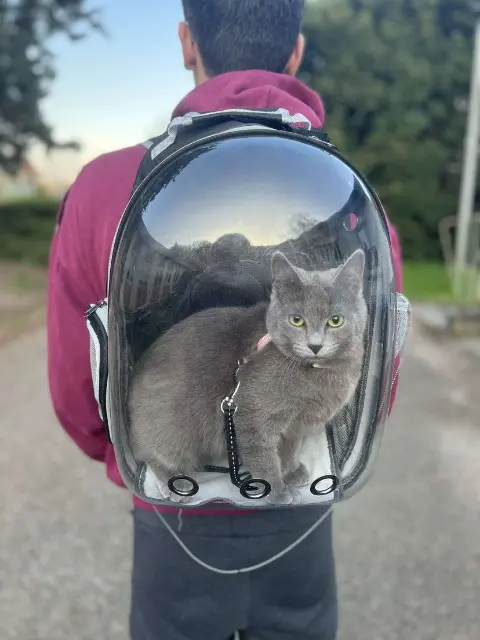 chatte reunited   67700 Saverne Akila