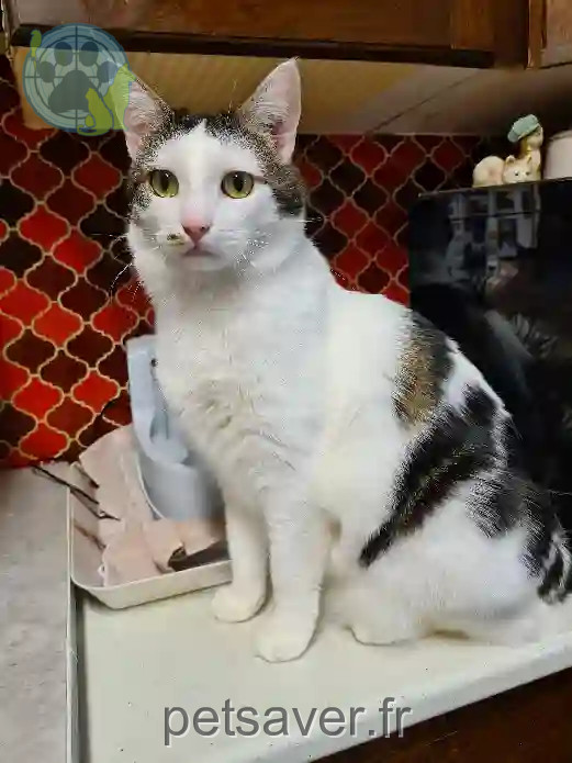 Chatte Perdue 67 Bas-Rhin - Athena Chatte Perdue 67 Bas-Rhin - Athena