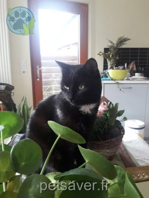chatte reunited 67700 Saverne Bagheera