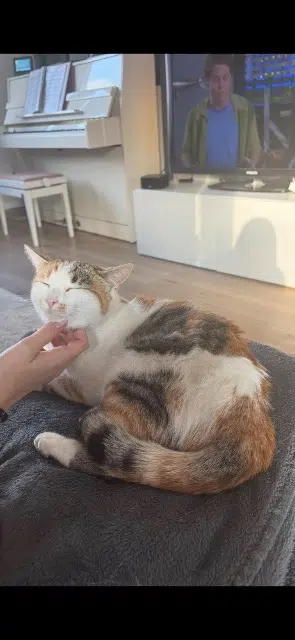 chatte reunited   67530 Ottrott Bonnie