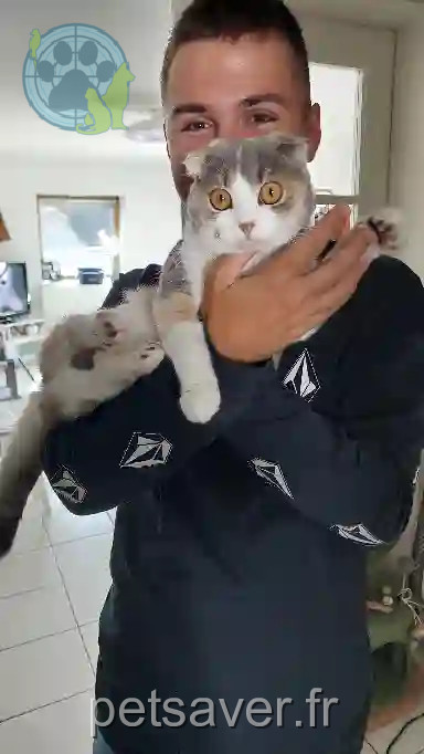 Chatte Trouvée 67 Bas-Rhin - Cassie Chatte Trouvée 67 Bas-Rhin - Cassie