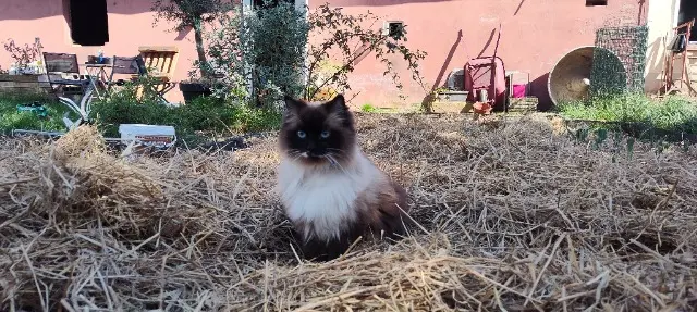 chatte reunited   67170 Brumath Celeste