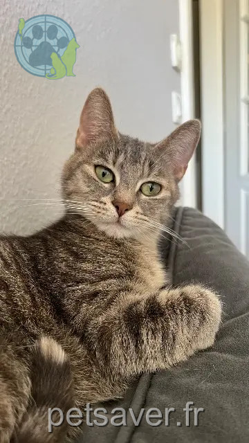chatte reunited 67440 Marmoutier Choupette