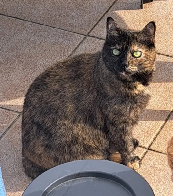 chatte reunited   67370 Wiwersheim Craquotte