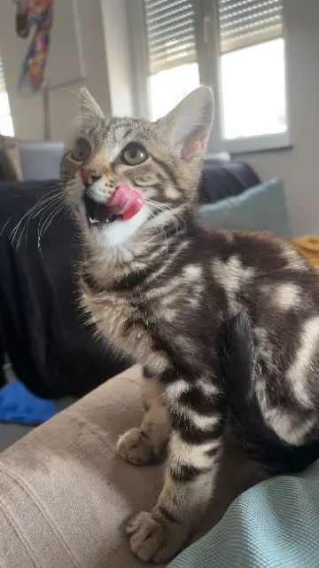 chatte reunited   67240 Bischwiller Croquette