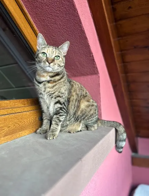 chatte reunited   67420 Saint-Blaise-la-Roche Doudouille