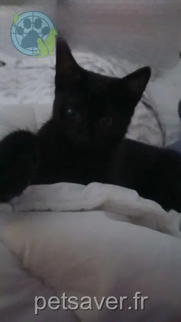 chatte reunited   67300 Schiltigheim Evoli