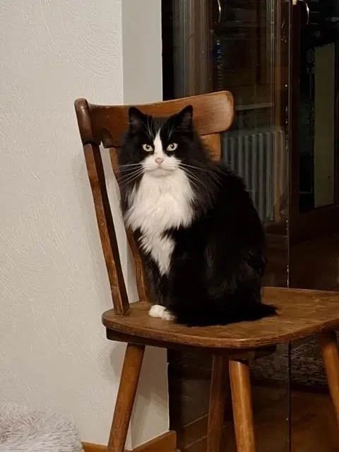 chatte reunited   67270 Saessolsheim Freya