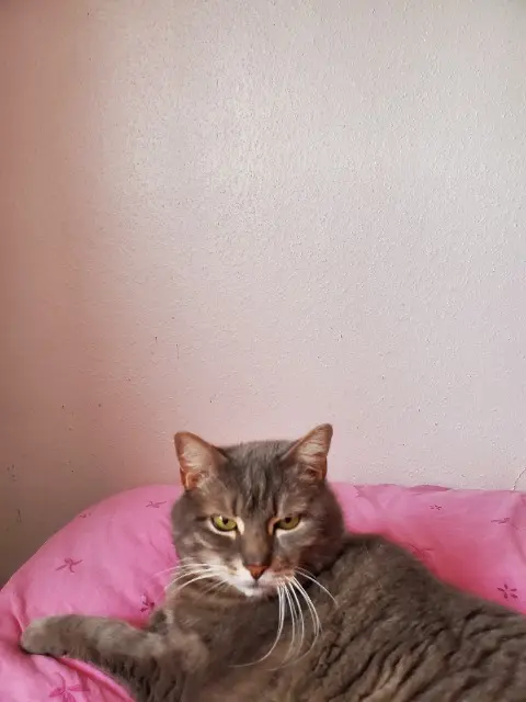 chatte reunited   67700 Saverne GRIZOUTE