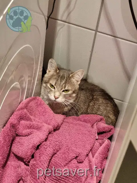 chatte reunited   67500 Haguenau Sylvanas