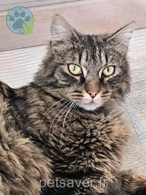 gatta reunited 67110 Niederbronn-les-Bains Havane