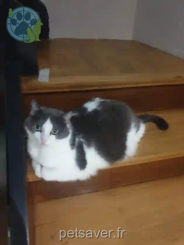 Chatte Trouvée 67 Bas-Rhin - Jéllia Chatte Trouvée 67 Bas-Rhin - Jéllia