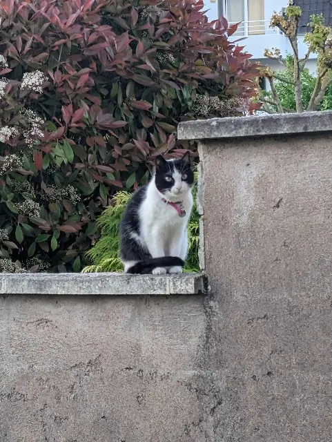 chatte reunited   67170 Brumath Lilo
