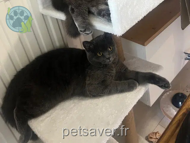 chatte reunited 67114 Eschau Lilou