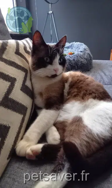 chatte reunited   67205 Oberhausbergen Luna