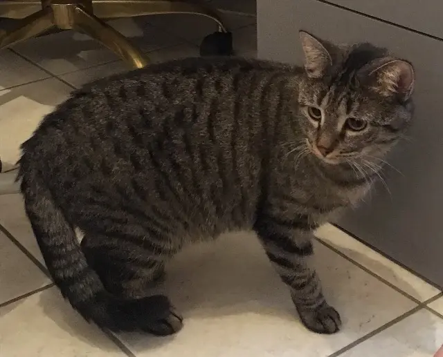 chatte reunited   67270 Kienheim Luna
