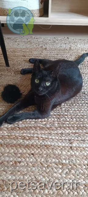 chatte reunited 67190 Dinsheim-sur-Bruche Luna