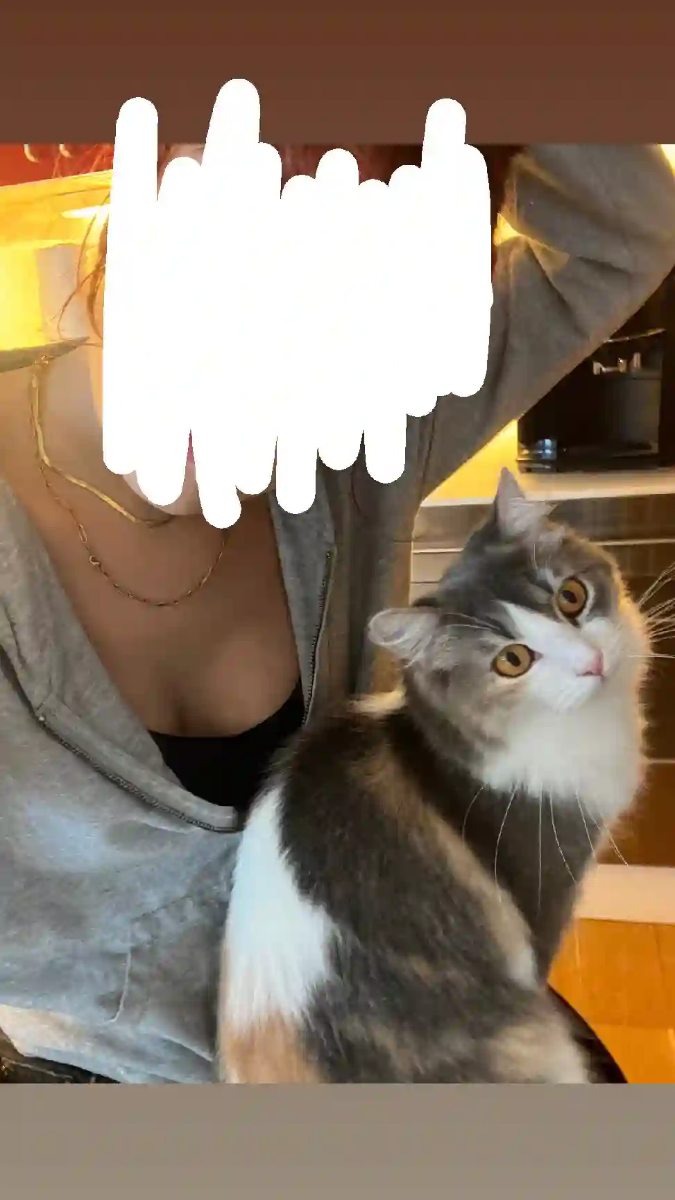 Chatte Trouvée 67 Bas-Rhin - Maeve Chatte Trouvée 67 Bas-Rhin - Maeve
