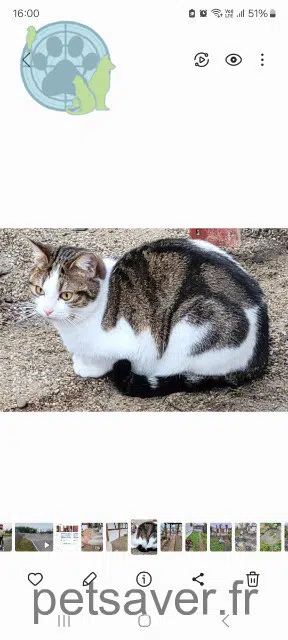 chatte reunited 67540 Ostwald Mallow