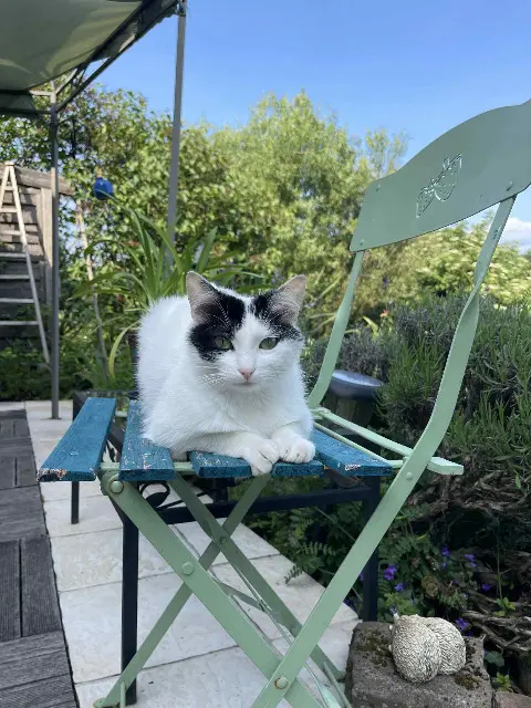 chatte reunited   67420 Plaine Maniguette