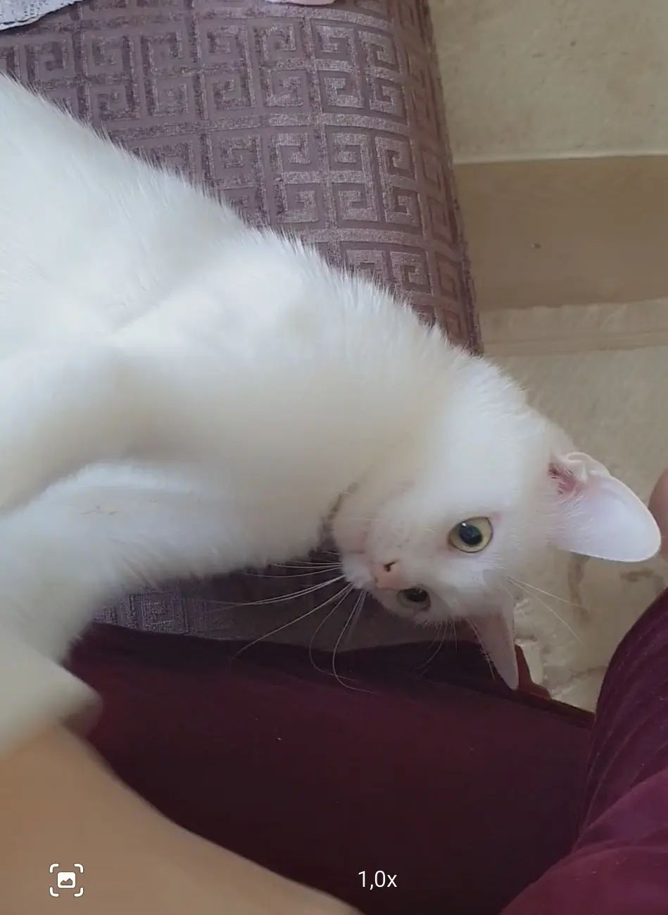 Chatte Perdue 67 Bas-Rhin - Mia Chatte Perdue 67 Bas-Rhin - Mia