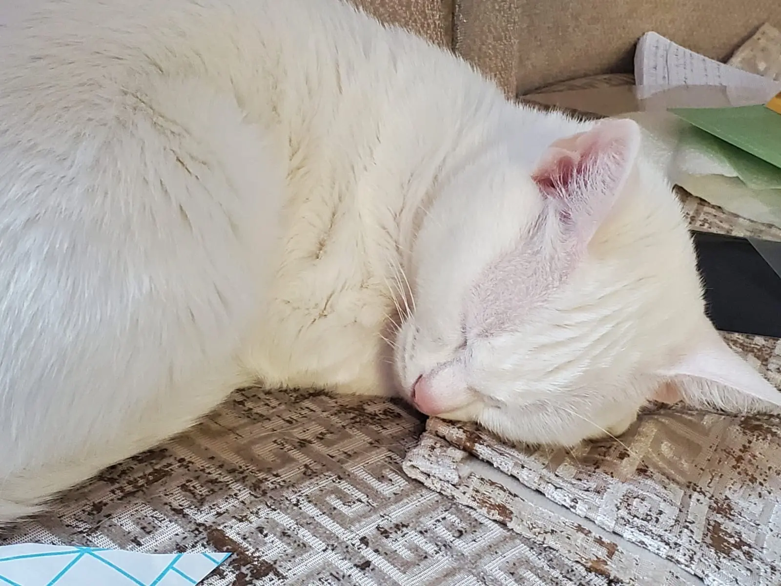 Chatte Perdue 67 Bas-Rhin - Mia Chatte Perdue 67 Bas-Rhin - Mia