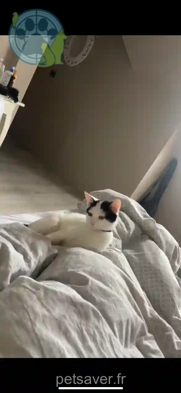 Chatte Trouvée 67 Bas-Rhin - Mia Chatte Trouvée 67 Bas-Rhin - Mia